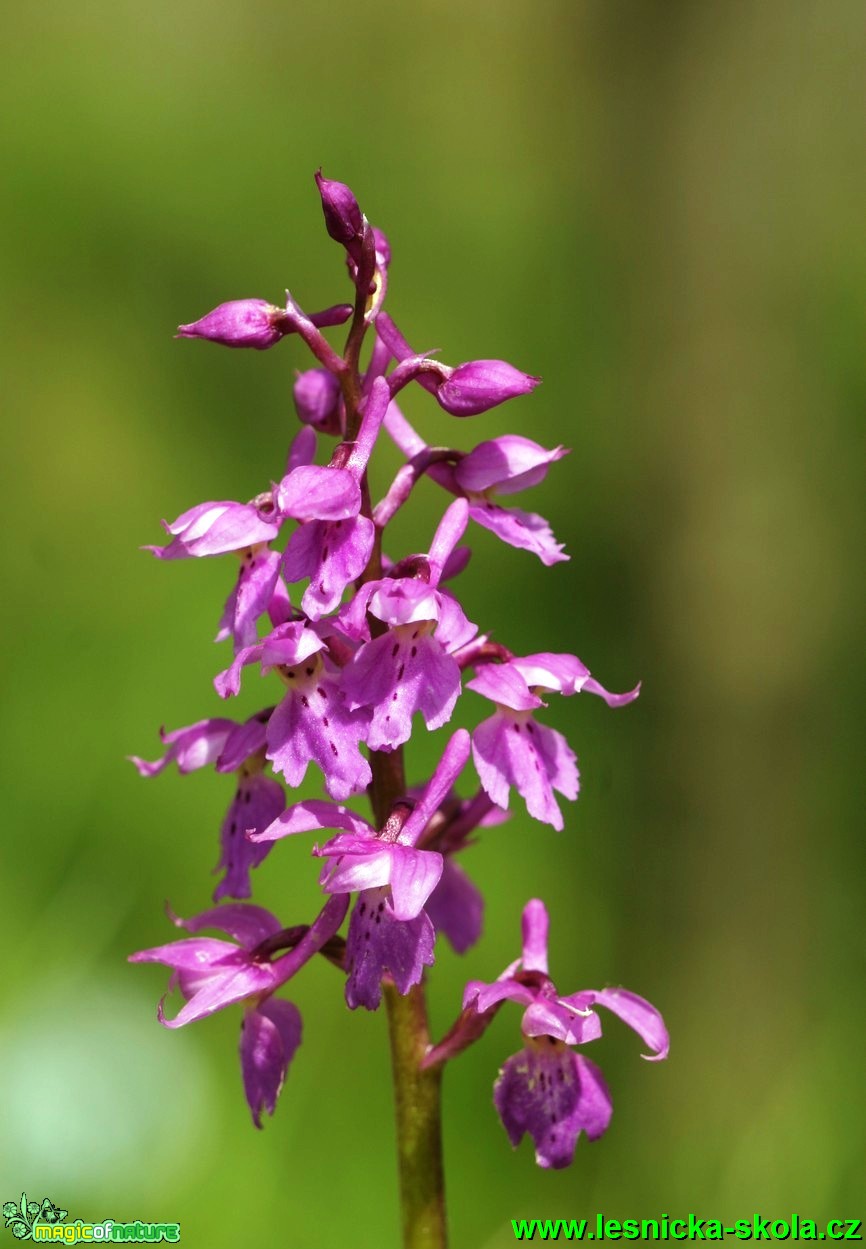 Vstavač mužský - Orchis mascula (1) - Foto G. Ritschel