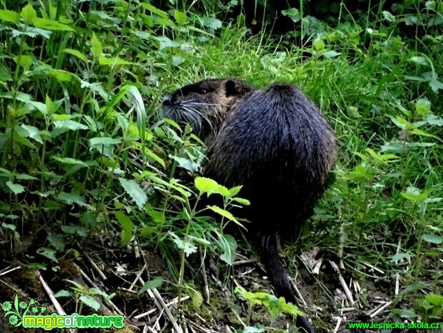 Nutrie říční - Myocastro coypus - Foto Karel Kříž (2)