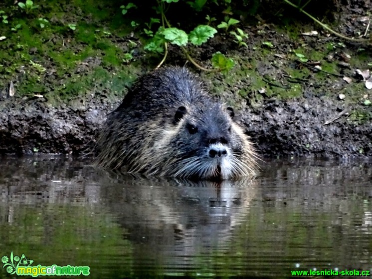 Nutrie říční - Myocastro coypus - Foto Karel Kříž (3)