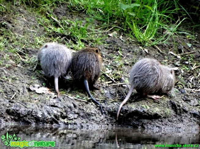 Nutrie říční - Myocastro coypus - Foto Karel Kříž (4)