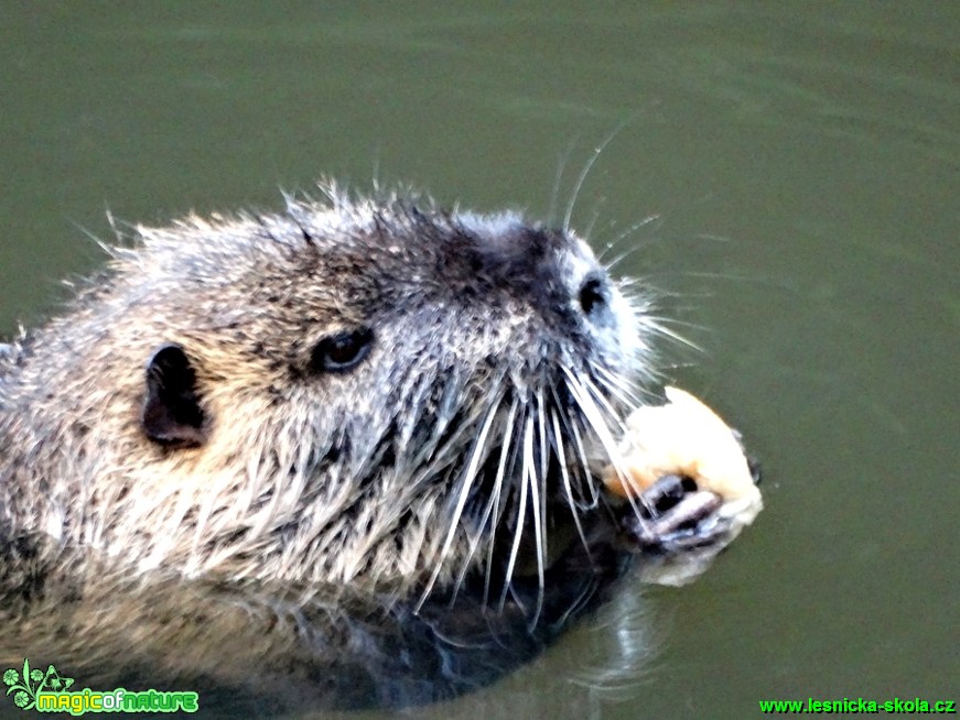 Nutrie říční - Myocastro coypus - Foto Karel Kříž (5)