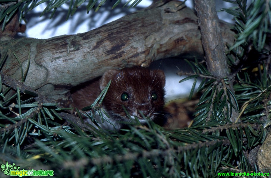 Lasice kolčava - Mustela nivalis - Foto Gerd Ritschel