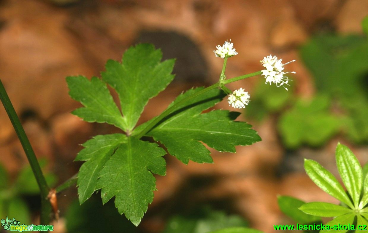 Žindava evropská - Sanicula europaea (1) - Foto G. Ritschel