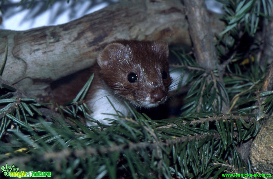 Lasice kolčava - Mustela nivalis - Foto Gerd Ritschel (1)