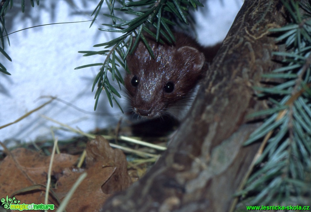 Lasice kolčava - Mustela nivalis - Foto Gerd Ritschel (2)