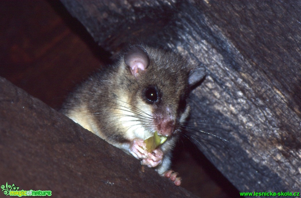 Plch velký - Glis glis - Foto Gerd Ritschel