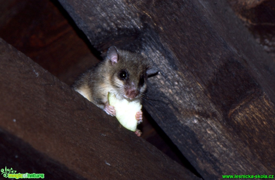 Plch velký - Glis glis - Foto Gerd Ritschel (1)