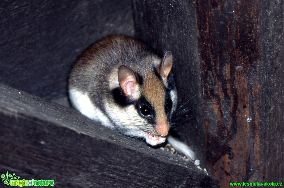 Plch zahradní - Eliomys quercinus - Foto Gerd Ritschel (1)