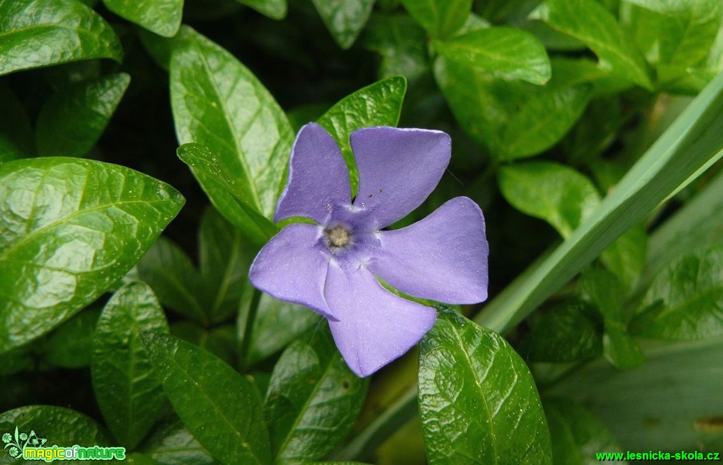 Barvínek menší - Vinca minor - Foto Pavel Stančík