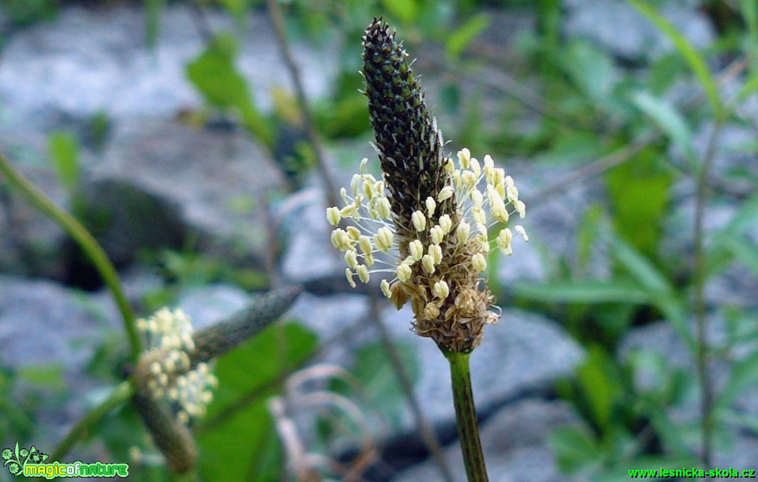 Jitrocel kopinatý - Plantago lanceolata - Foto Pavel Stančík