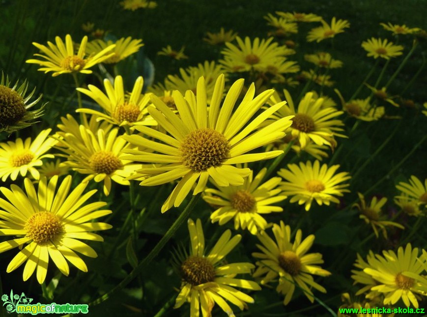 Kamzičník - Doronicum - Foto Pavel Stančík