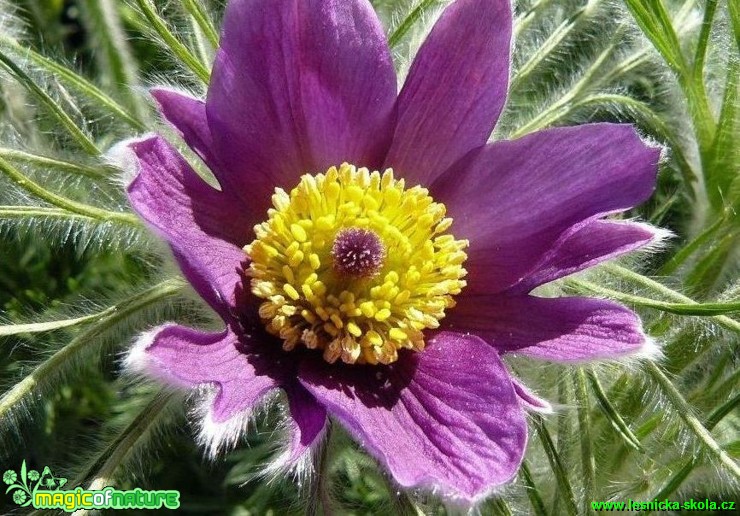 Koniklec - Pulsatilla - Foto Pavel Stančík