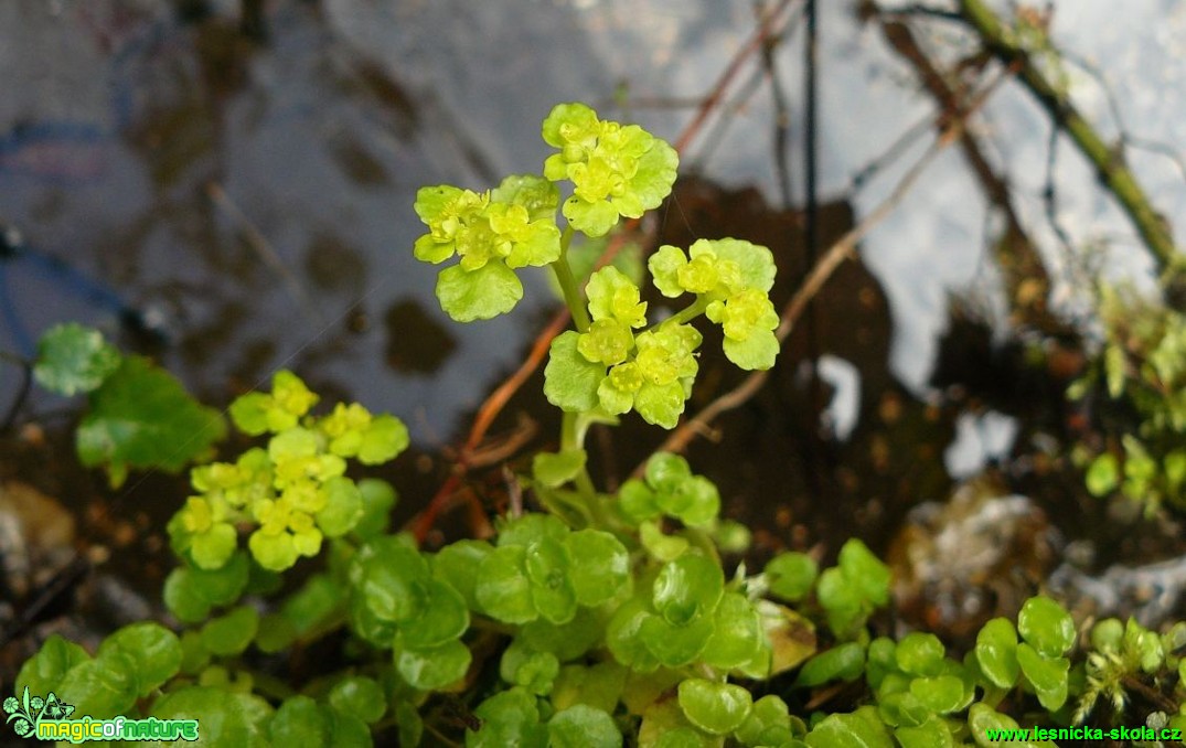 Mokrýš střídavolistý - Chrysosplenium alternifolium - Foto Pavel Stančík