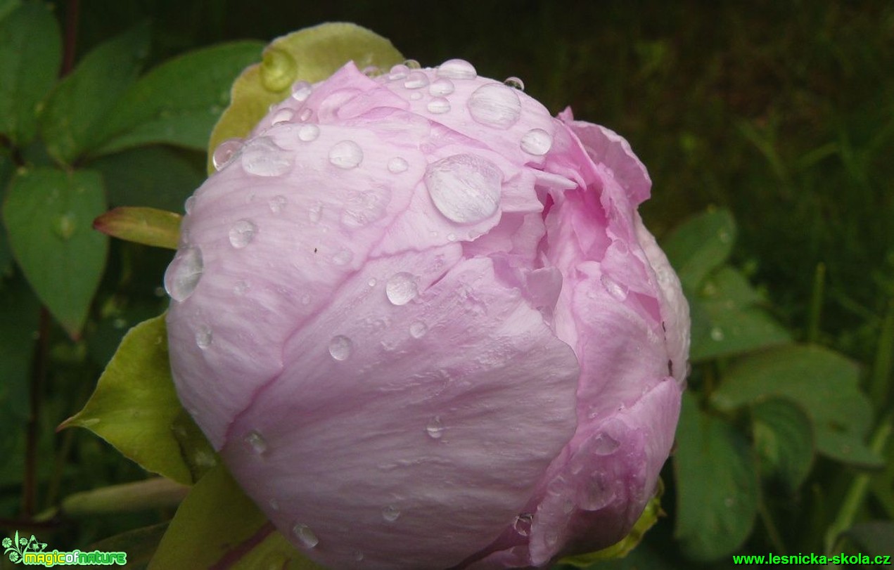 Pivoňka - Paeonia - Foto Pavel Stančík