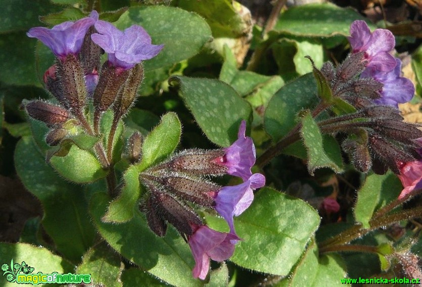 Plicník lékařský - Pulmonaria officinalis - Foto Pavel Stančík