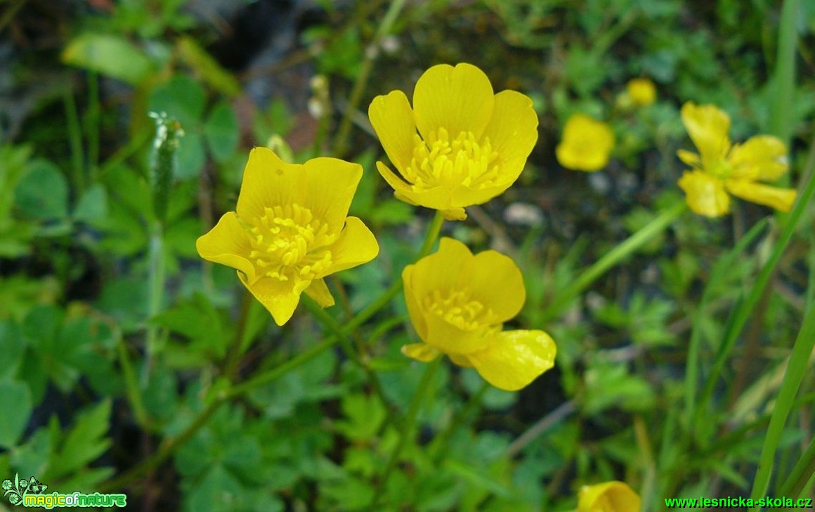 Pryskyřník plazivý - Ranunculus repens - Foto Pavel Stančík