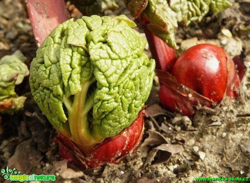 Rebarbora - Rheum rhabarbarum - Foto Pavel Stančík