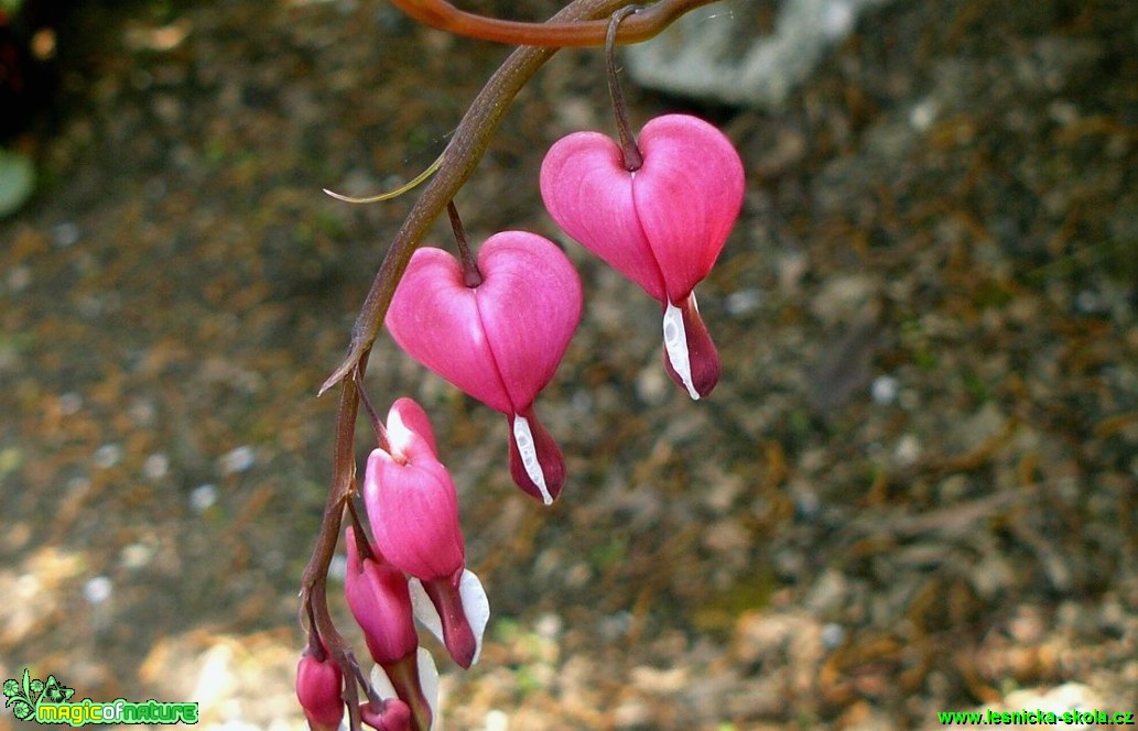 Srdcovka nádherná - Dicentra spectabilis - Foto Pavel Stančík