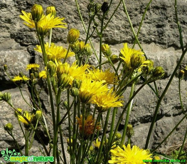 Škarda dvouletá - Crepis biennis - Foto Pavel Stančík