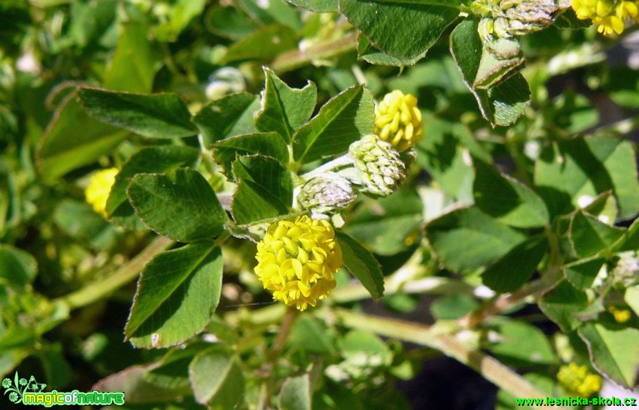 Tolice dětelová - Medicago lupulina - Foto Pavel Stančík