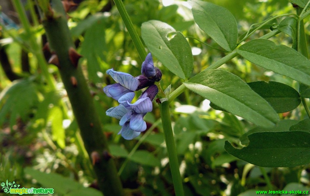 Vikev plotní - Vicia sepium - Foto Pavel Stančík