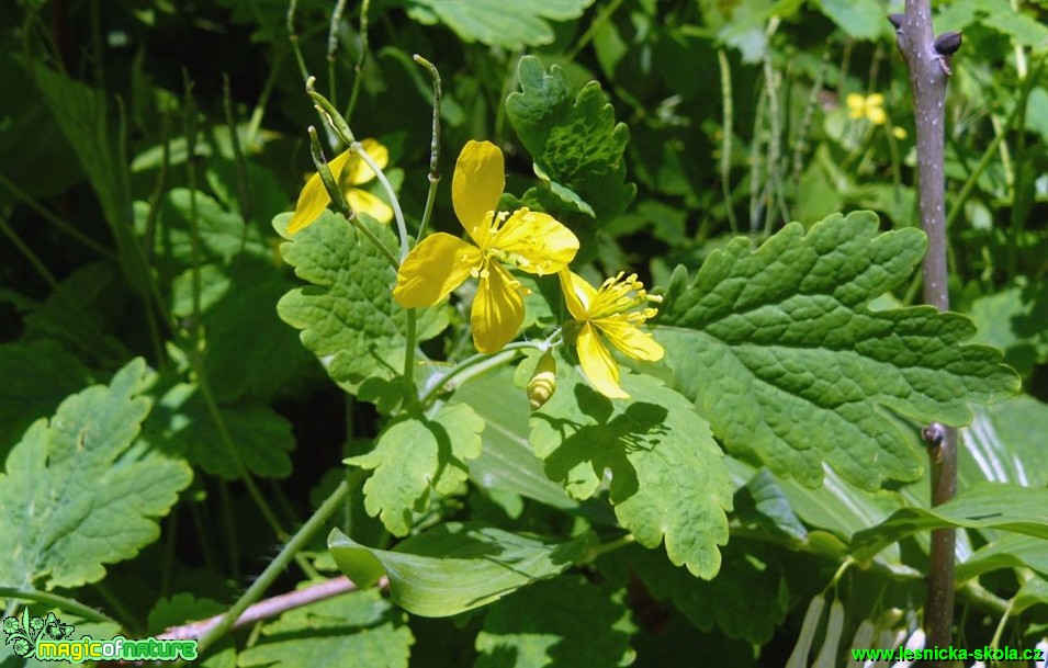 Vlaštovičník větší - Chelidonium majus - Foto Pavel Stančík