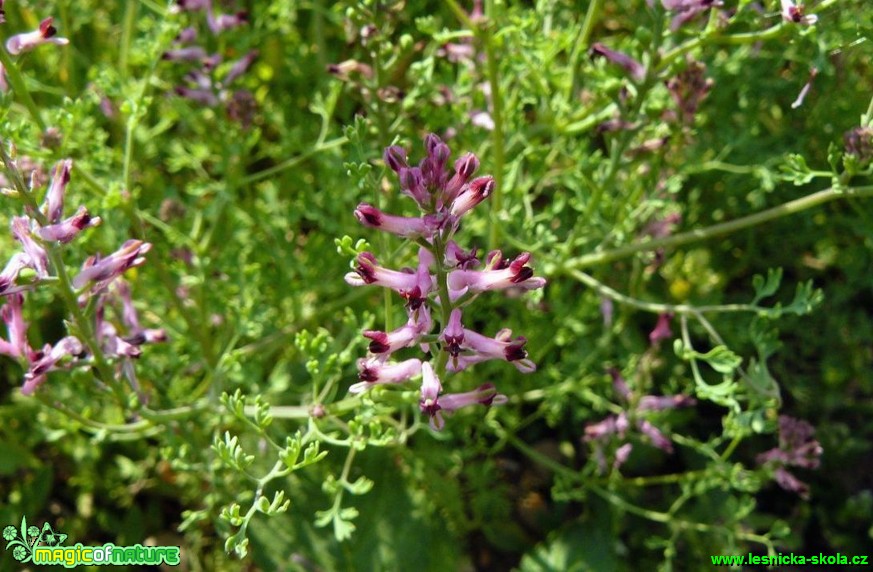 Zemědým lékařský - Fumaria officinalis - Foto Pavel Stančík