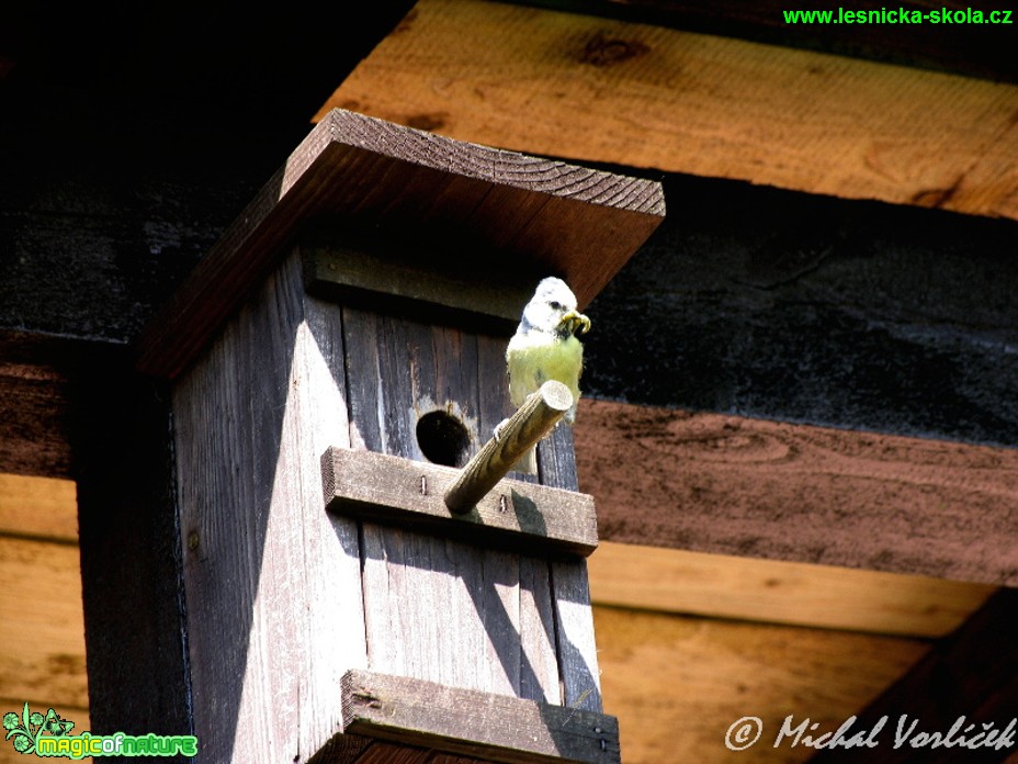 Sýkora modřinka - Cyanistes caeruleus - Foto Michal Vorlíček