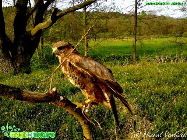 Káně lesní - Buteo buteo - Foto Michal Vorlíček (3)