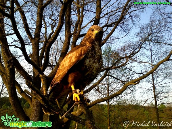 Káně lesní - Buteo buteo - Foto Michal Vorlíček (4)