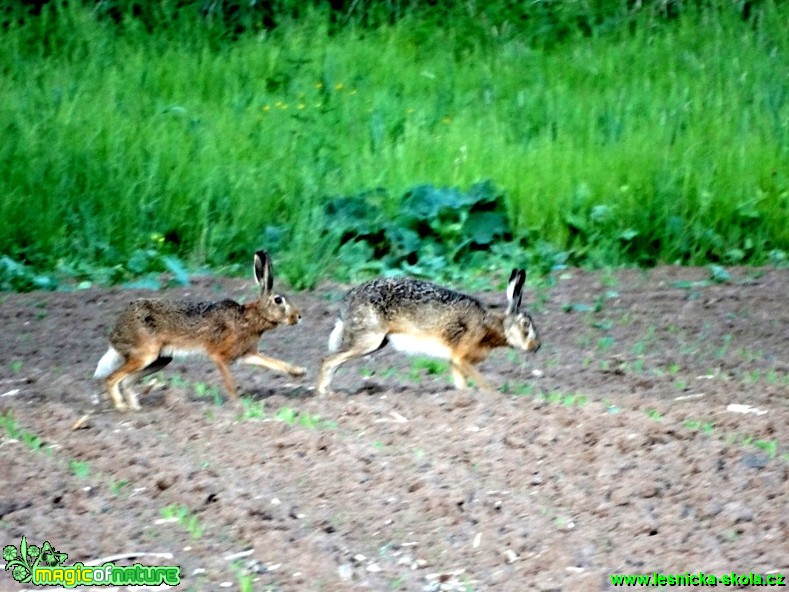 Zajíc polní - Lepus europaeus - Karel Kříž (2)