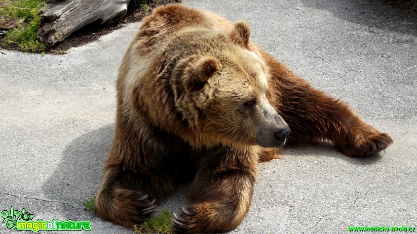Medvěd hnědý - Ursus arctos - Foto Jakub Gregor