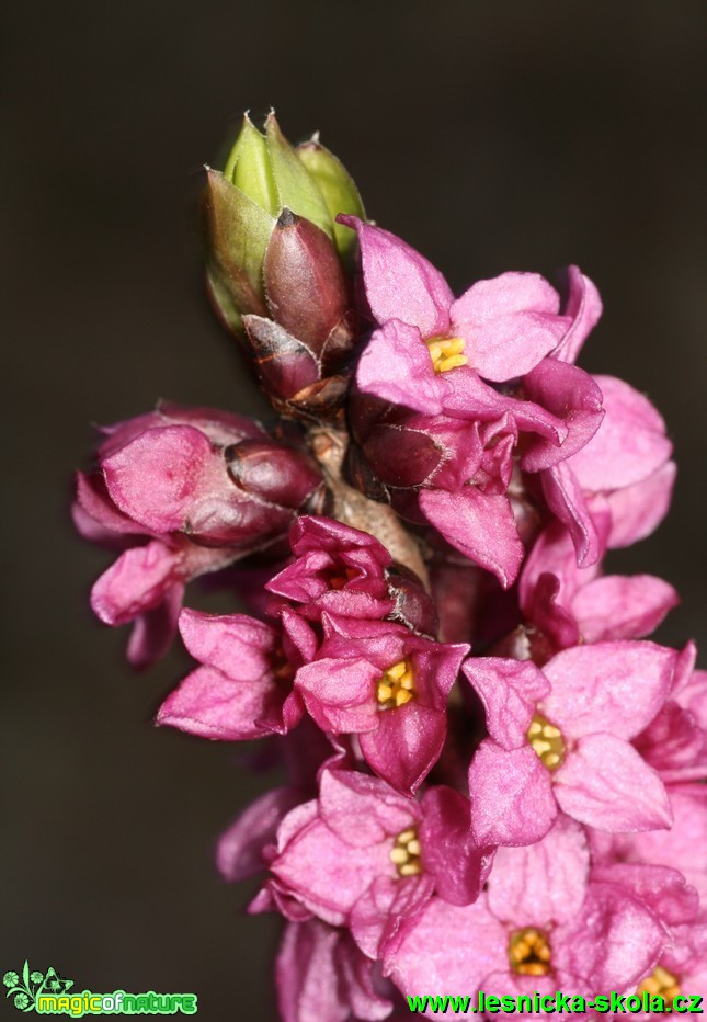 Lýkovec jedovatý - Daphne mezereum - Foto G. Ritschel