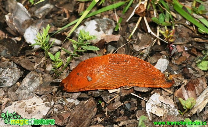 Plzák lesní - Arion rufus - Foto G. Ritschel