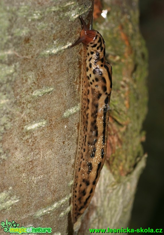 Slimák největší - Limax maximus - Foto G. Ritschel