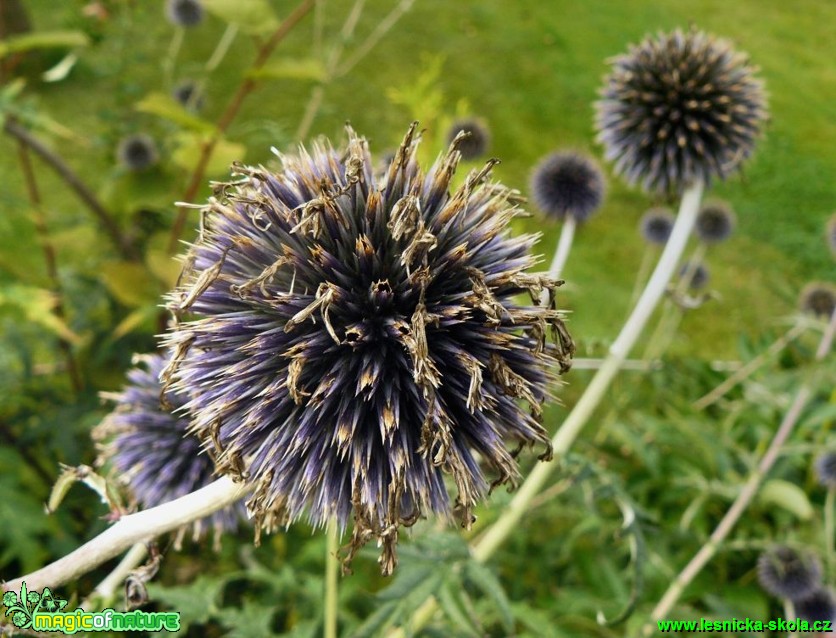 Bělotrn - Echinops - Foto Pavel Stančík