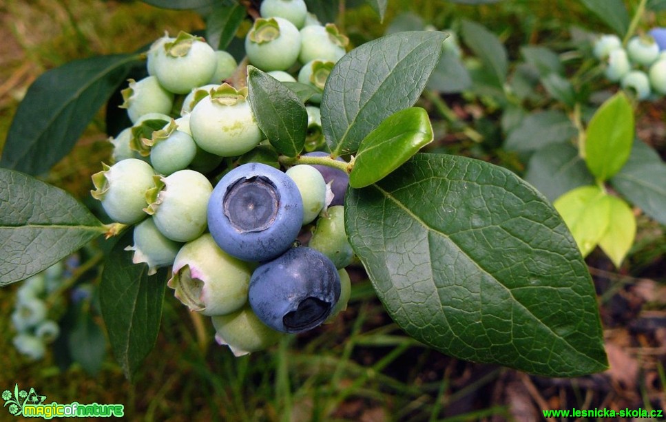 Brusnice chocholičnatá (kanadská borůvka) - Vaccinium corymbosum (2) - Foto Pavel Stančík