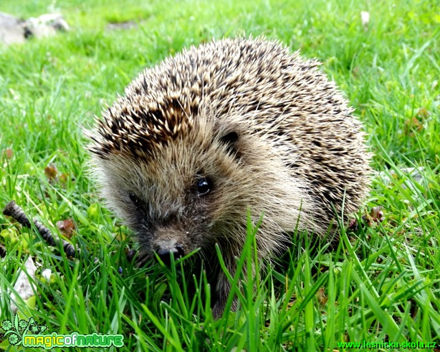 Ježek západní - Erinaceus europaeus - Foto Karel Kříž