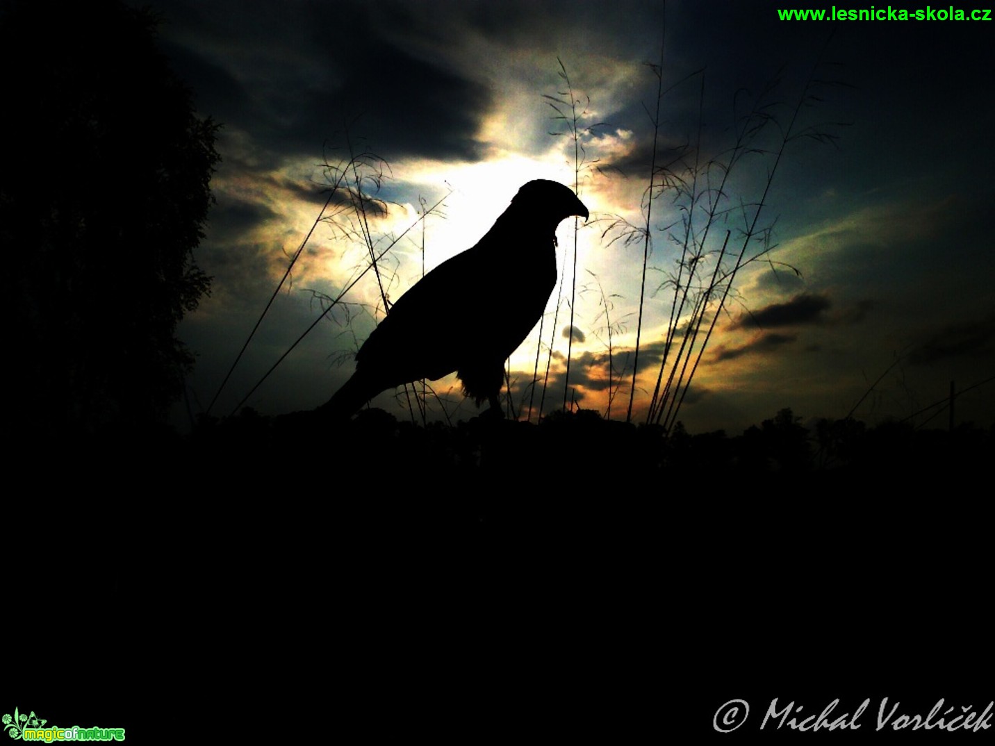 Káně lesní - Buteo buteo - Foto Michal Vorlíček (1)