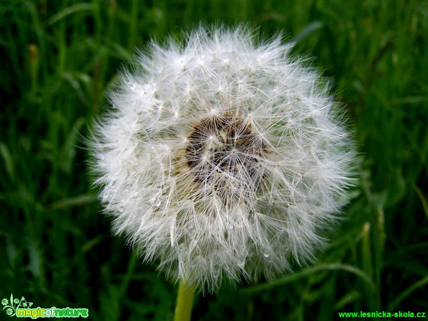 Pampeliška lékařská - Taraxacum officinale - Foto Andrea Horová