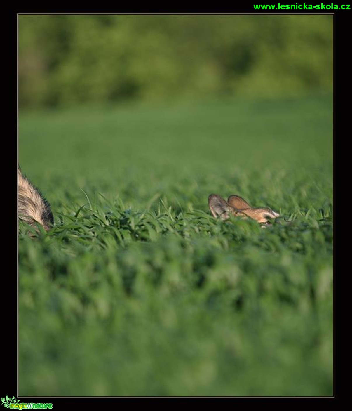 Průzkumník - Foto Jiří Křivánek