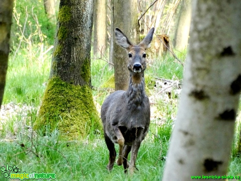 Srna - Capreolus capreolus - Foto  Karel Kříž (1)