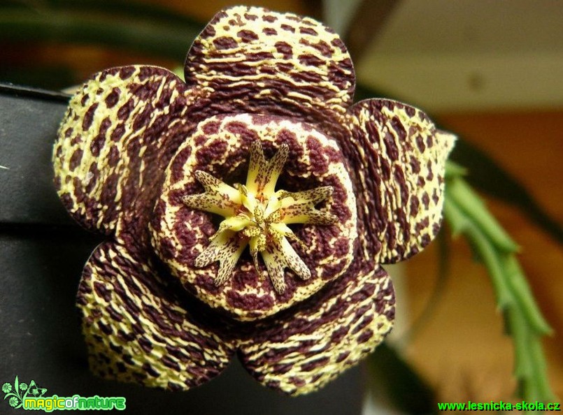 Stapelia variegata - Foto Pavel Stančík