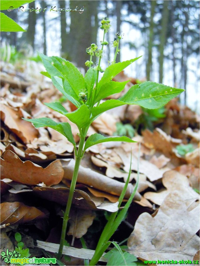 Bažanka vytrvalá - Mercurialis perennis - Foto Robert Kopecký