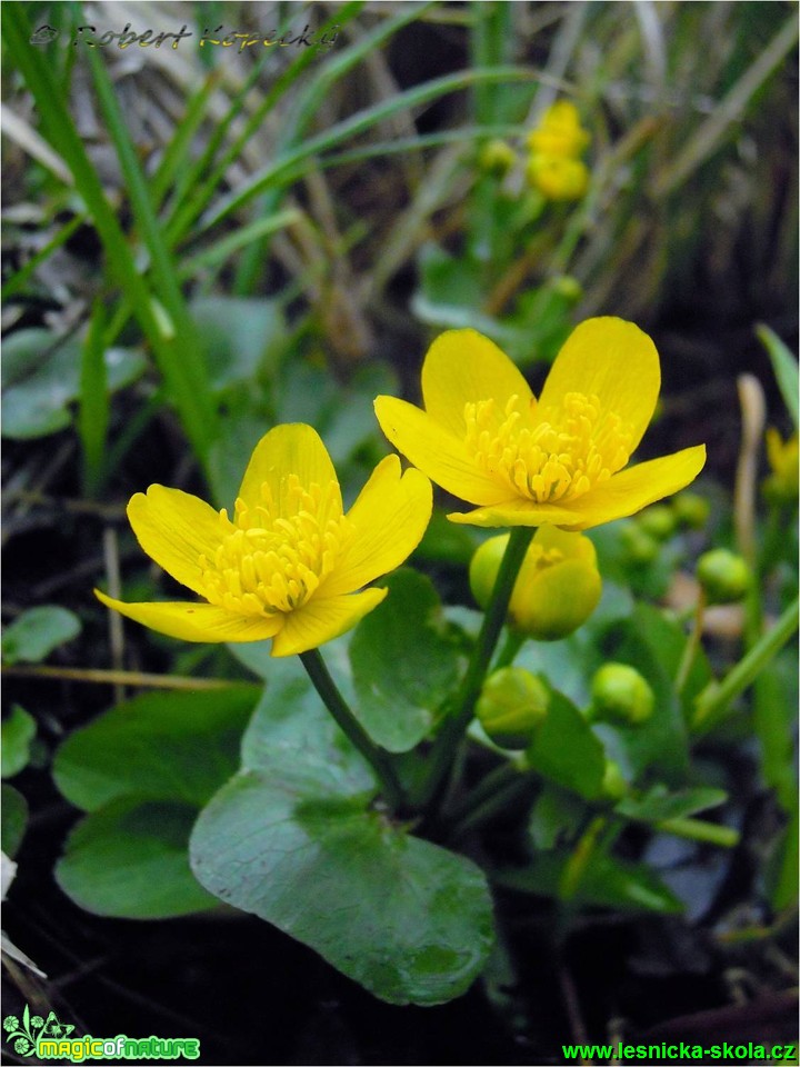 Blatouch bahenní - Caltha palustris - Foto Robert Kopecký