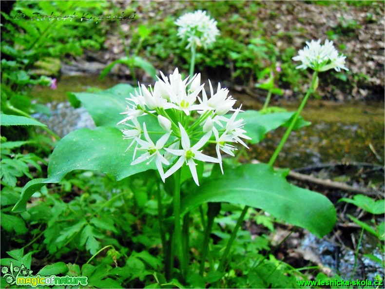 Česnek medvědí - Allium ursinum - Foto Robert Kopecký