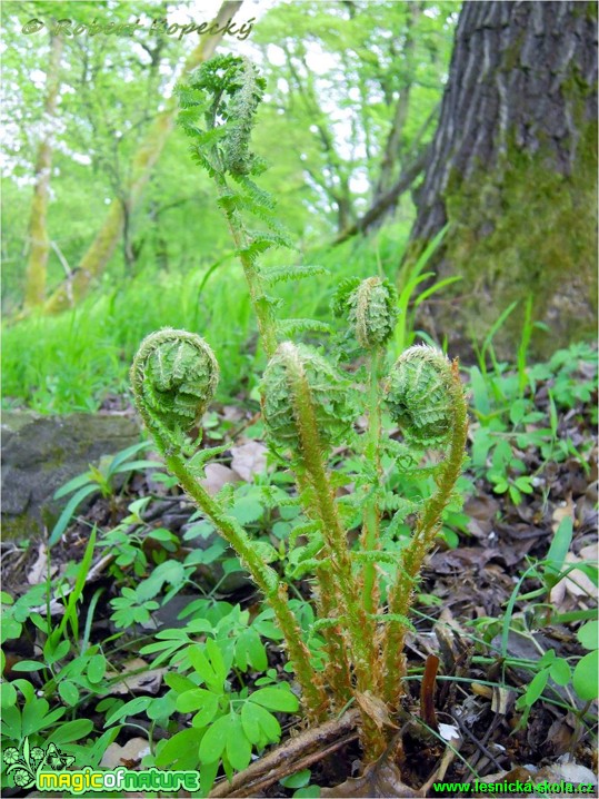 Kapraď samec - Dryopteris filix-mas - Foto Robert Kopecký (1)