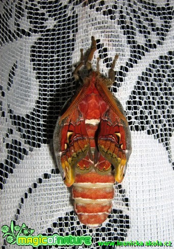 Attacus atlas - Foto Jaroslav Dlouhý