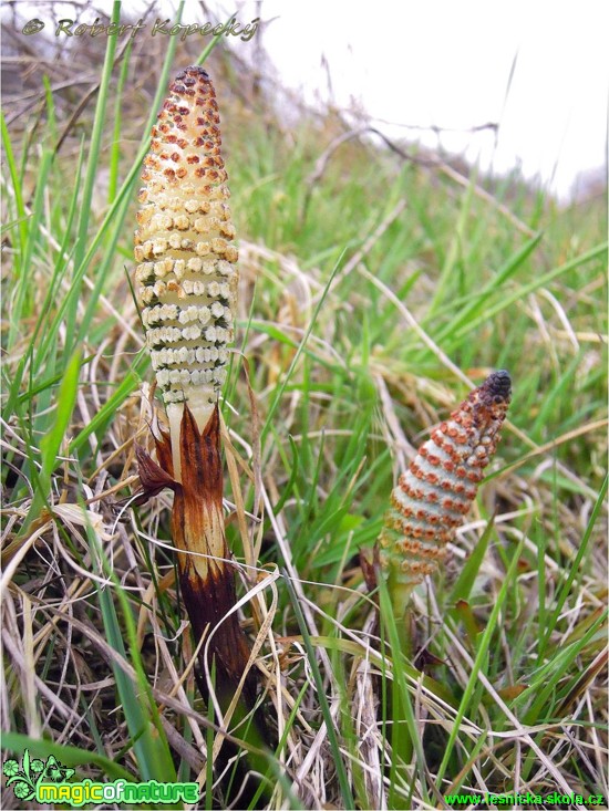 Přeslička obrovská - Equisetum telmateia - Foto Robert Kopecký