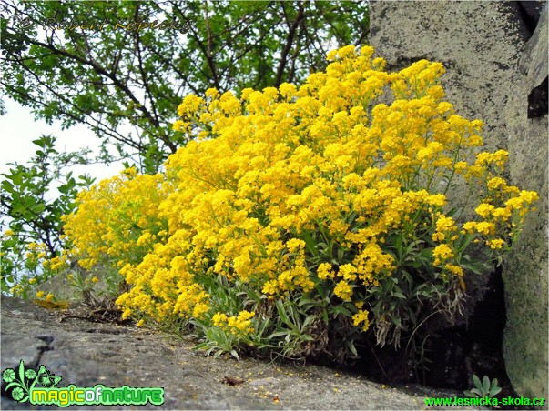 Tařice skalní - Aurinia saxatilis - Foto Robert Kopecký